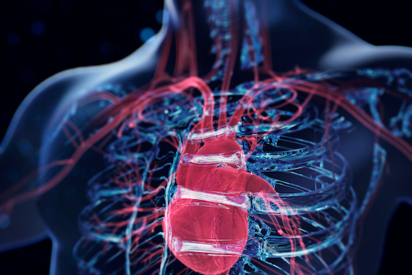Graphic depicting the human heart